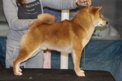 picture of dog