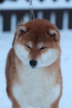picture of dog