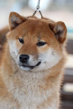 picture of dog