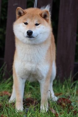 picture of dog
