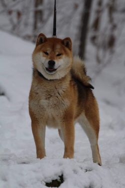 picture of dog