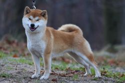 picture of dog