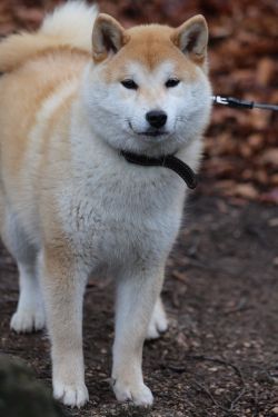 picture of dog