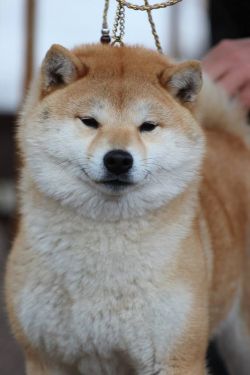 picture of dog