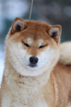 picture of dog