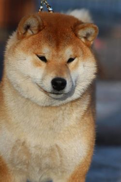 picture of dog