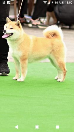 picture of dog