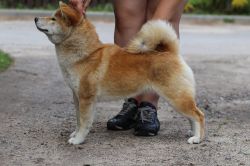 picture of dog