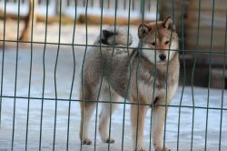 picture of dog