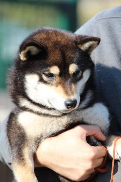 picture of dog