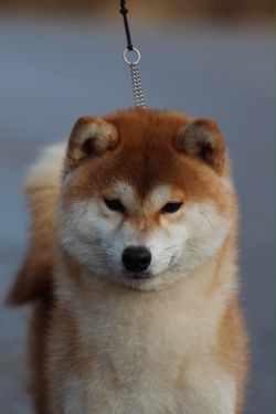picture of dog