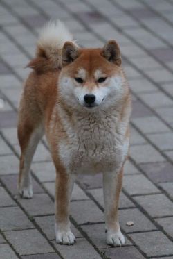 picture of dog