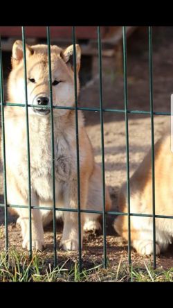 picture of dog