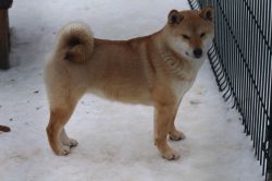 picture of dog