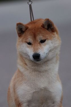 picture of dog