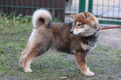 picture of dog