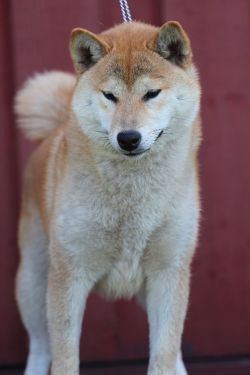 picture of dog