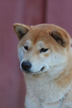 picture of dog