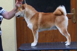 picture of dog