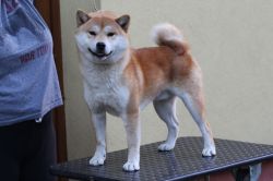 picture of dog
