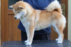 picture of dog