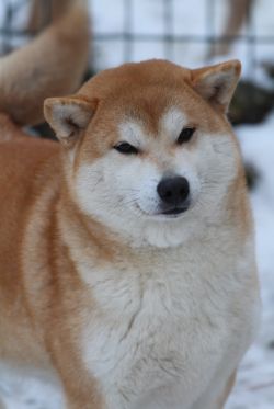 picture of dog