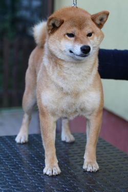 picture of dog