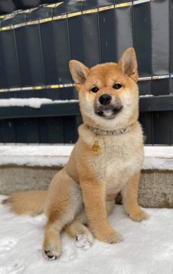 picture of dog
