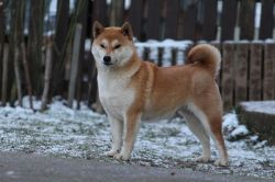 picture of dog