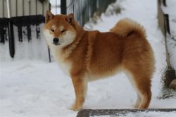 picture of dog
