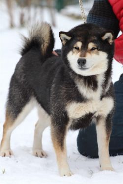 picture of dog