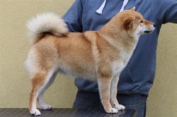 picture of dog