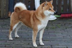 picture of dog