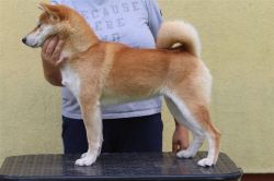 picture of dog
