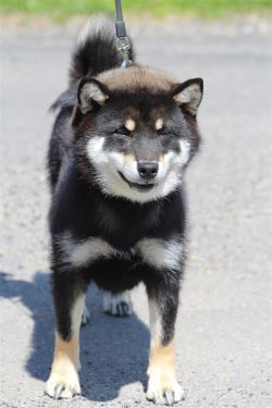 picture of dog
