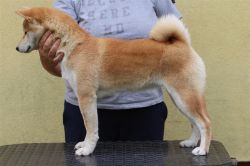 picture of dog
