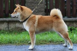 picture of dog