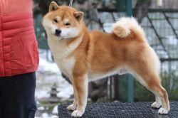 picture of dog
