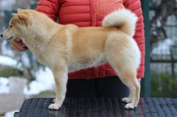 picture of dog