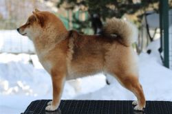 picture of dog