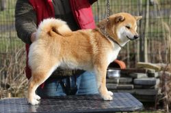 picture of dog