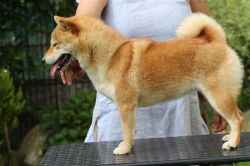 picture of dog