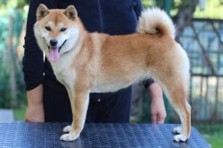 picture of dog