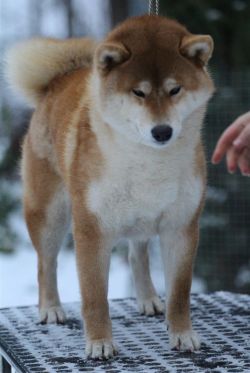 picture of dog