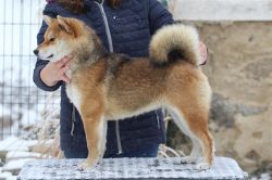 picture of dog