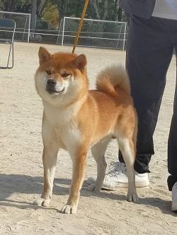 picture of dog