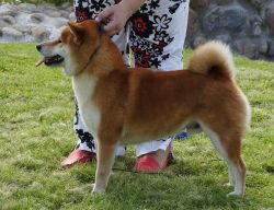 picture of dog