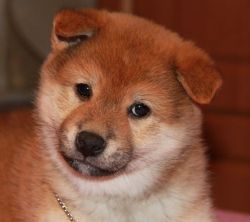 picture of dog