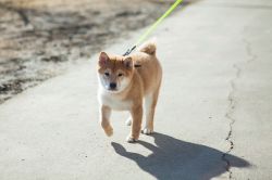 picture of dog