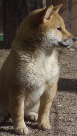 picture of dog